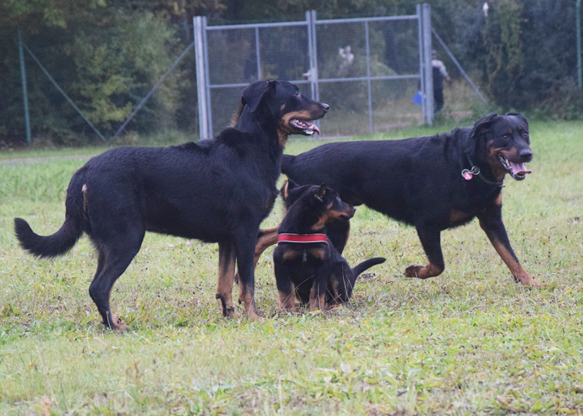 Eine Beauceron Familie...